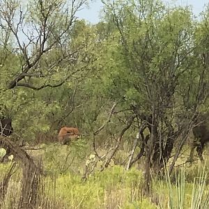 Bison calf Texas USA