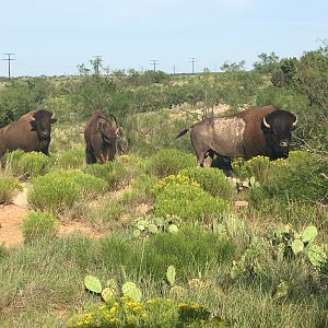 Bison in Texas USA