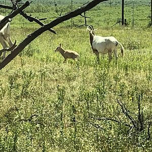 Scimitar Oryx Texas USA