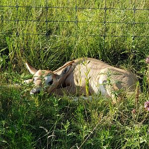 Scimitar calf Oryx Texas USA