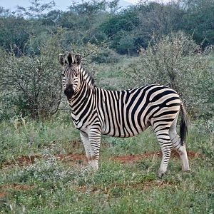 Burchell's Plain Zebra South Africa