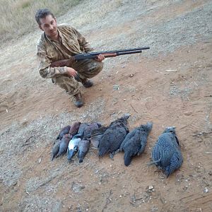 Dove, Pigeon & Guineafowl Hunt South Africa