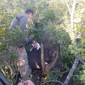 Waterbuck Hunt South Africa