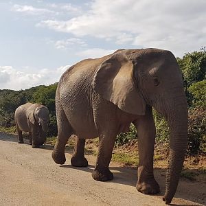 Elephant South Africa