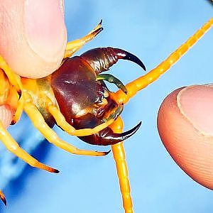 Sonora Giant Centipede