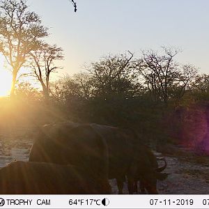 Cape Buffalo Trail Cam Pictures Zimbabwe