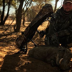 Warthog “Phacochoerus Africanus” Bowhunting South Africa