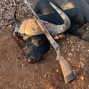 Hunt Cape Buffalo in South Africa