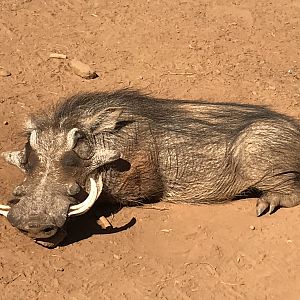 South Africa Hunt Warthog