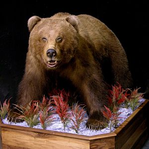 Russian Brown Bear Full Mount Taxidermy