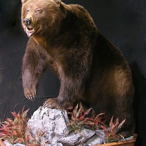 Russian Brown Bear Full Mount Taxidermy