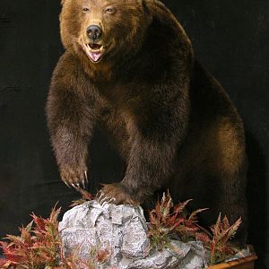 Russian Brown Bear Full Mount Taxidermy