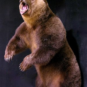 Russian Brown Bear Full Mount Taxidermy