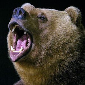 Russian Brown Bear Full Mount Taxidermy