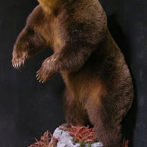 Russian Brown Bear Full Mount Taxidermy