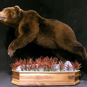 Russian Brown Bear Full Mount Taxidermy