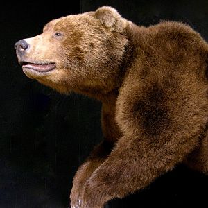 Russian Brown Bear Full Mount Taxidermy