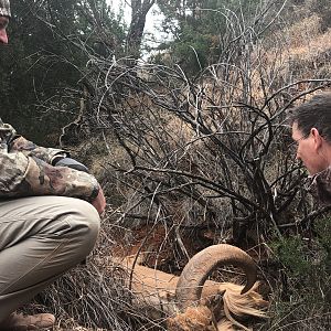 Hunting Aoudad in Texas USA