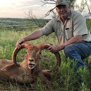 Hunt Aoudad in Texas USA