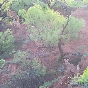 Aoudad in Texas USA