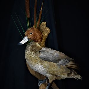 Redhead Duck Full Mount Taxidermy