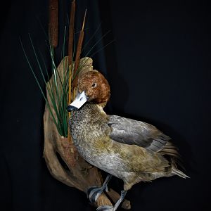 Redhead Duck Full Mount Taxidermy