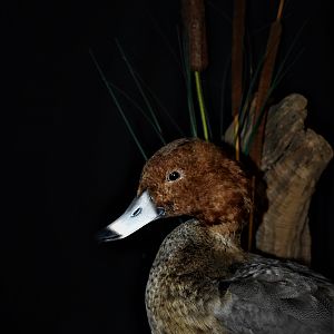 Redhead Duck Full Mount Taxidermy