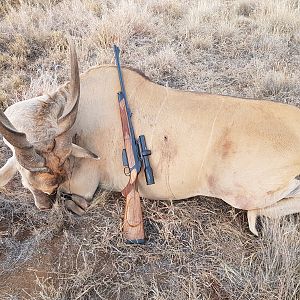 Hunt Eland in South Africa