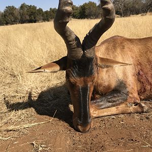 Red Hartebeest Hunt South Africa