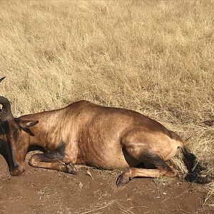 South Africa Hunting Red Hartebeest