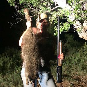 Raccoon Hunting Texas USA