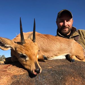 Steenbok Hunting South Africa