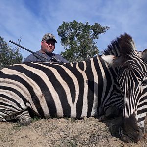 South Africa Hunting Burchell's Plain Zebra