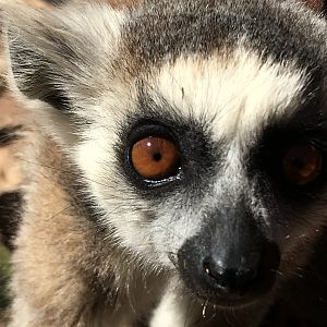 Ring-tailed Lemur South Africa