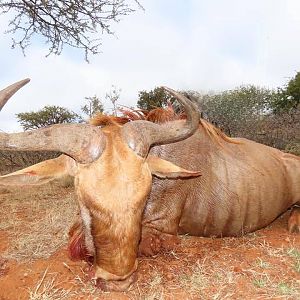 Hunting Golden Wildebeest in South Africa