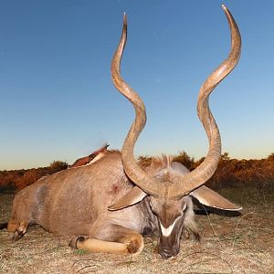 Kudu Hunt South Africa