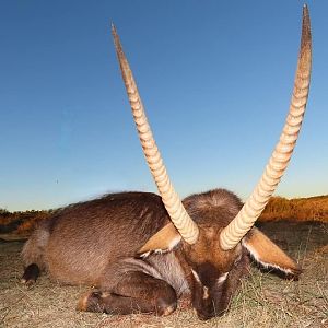 Waterbuck Hunting South Africa