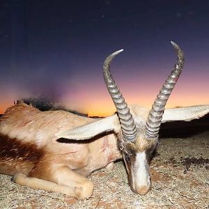 Copper Springbok Hunt South Africa