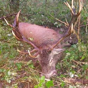 Hunt Red Stag in Poland