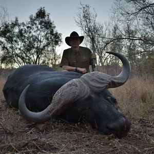 South Africa Hunting Buffalo