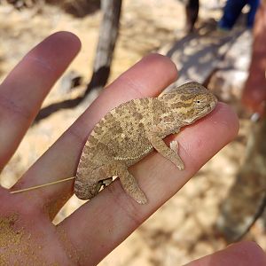 Chameleon Namibia