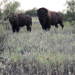 Bison Texas USA