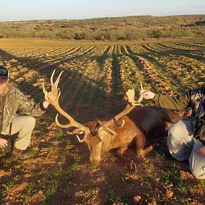 Hunting Red Stag in Texas USA