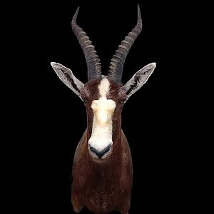 Blesbok Shoulder Mount Taxidermy