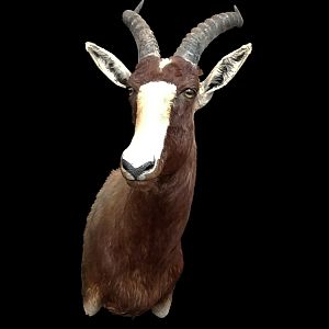 Blesbok Shoulder Mount Taxidermy