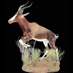 Blesbok Full Mount Taxidermy