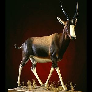 Bontebok Full Mount Taxidermy