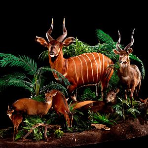 Bongo Full Mount Taxidermy