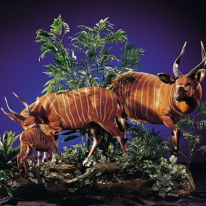 Bongo Full Mount Taxidermy