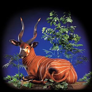 Bongo Full Mount Taxidermy